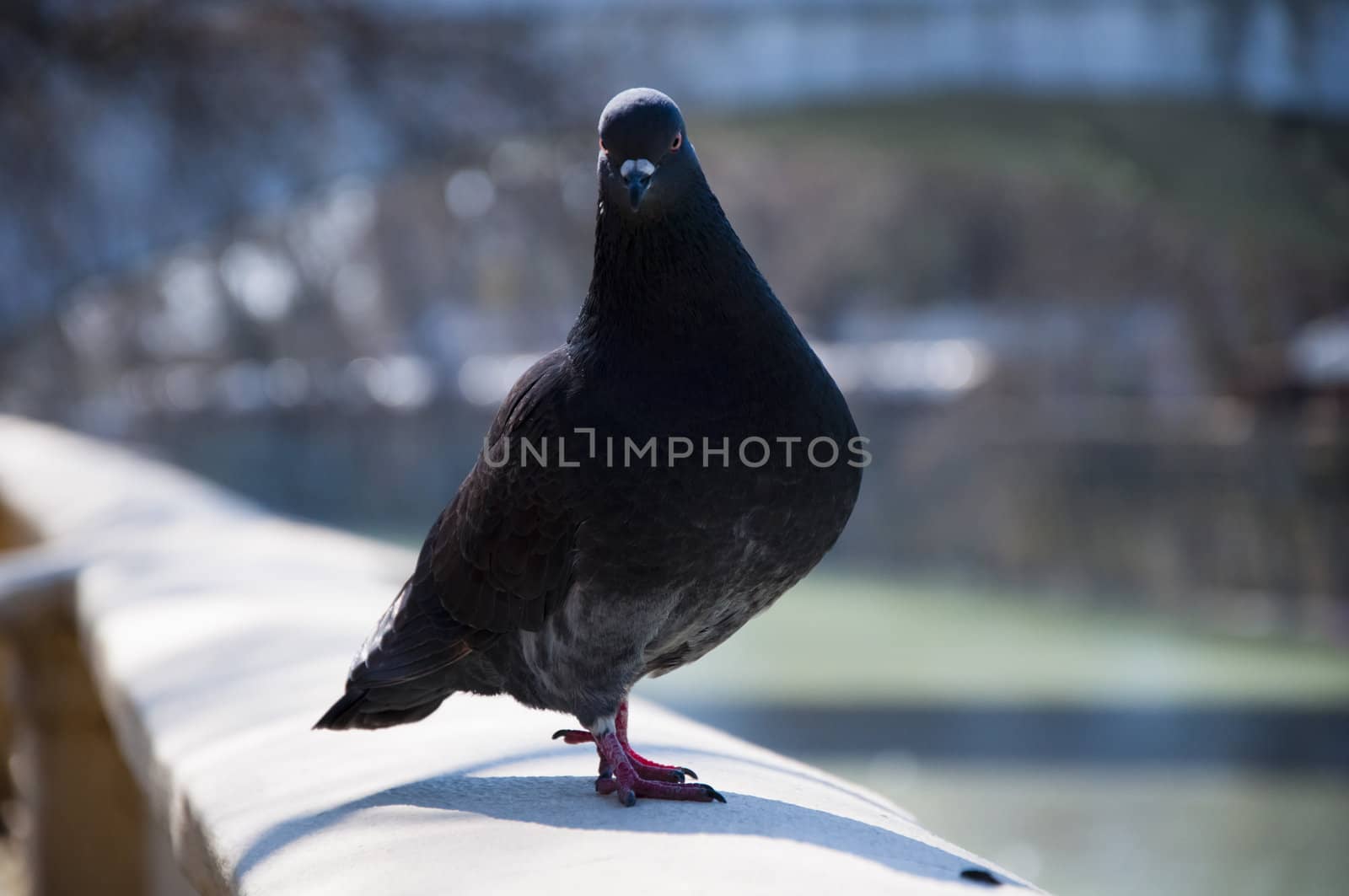 Pigeon walks along the promenade in sunny day