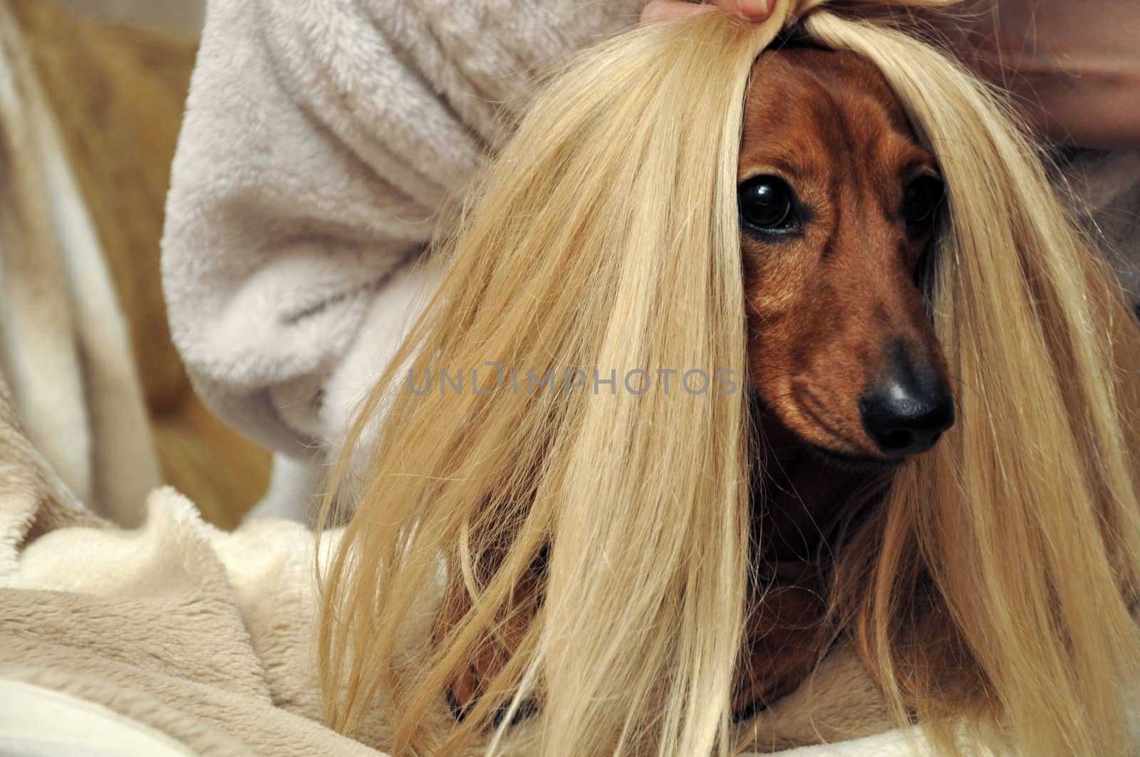 dachshund dog on sofa with wig on head