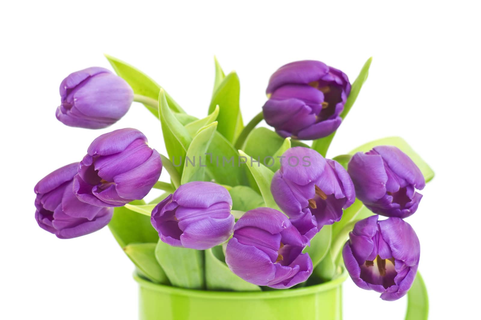 bunch of violet tulips