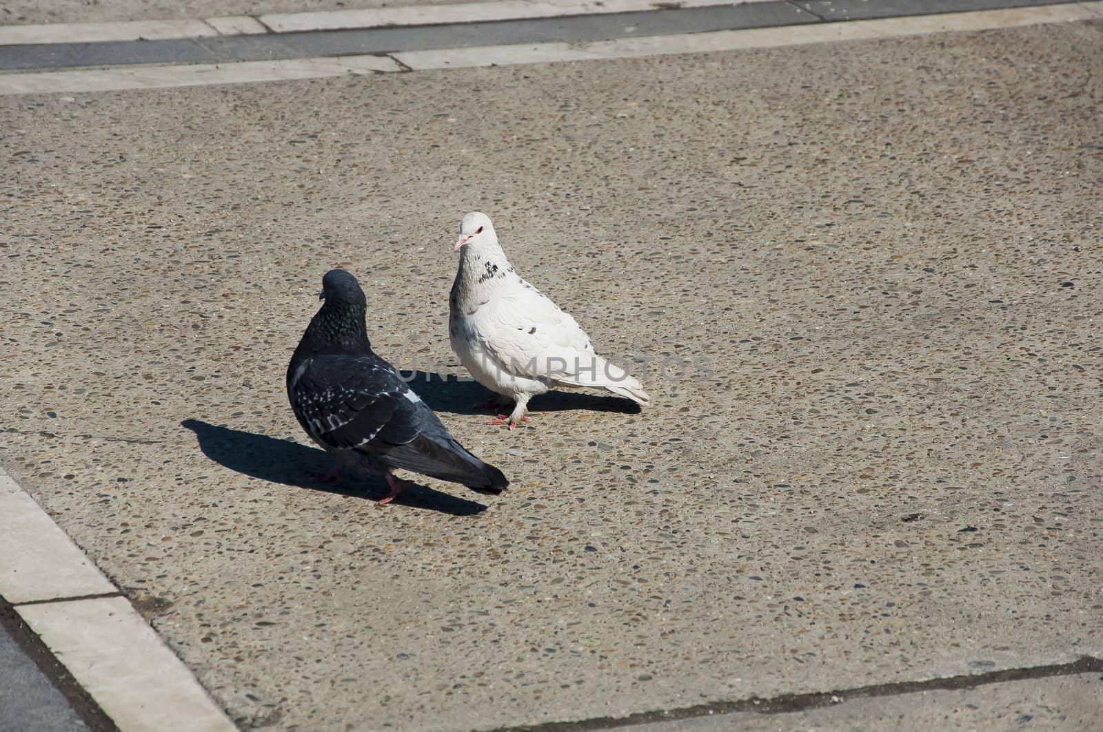 Pigeon walks along the promenade in sunny day