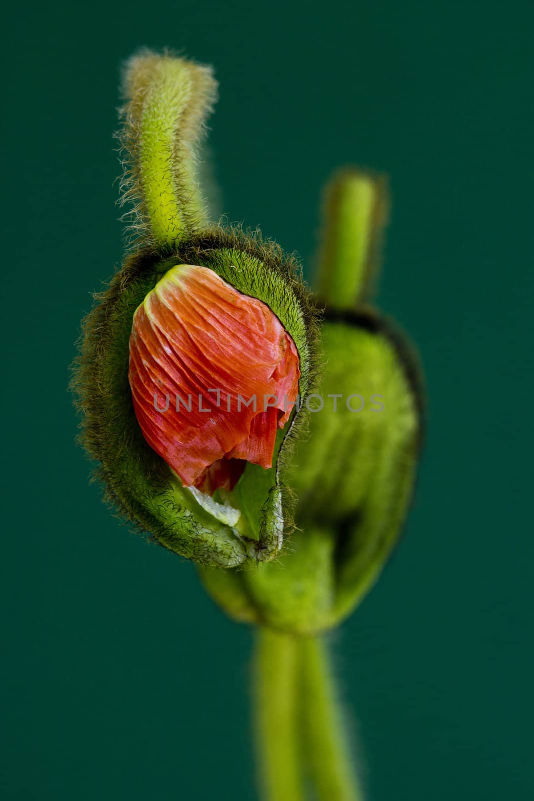 two buds of poppy