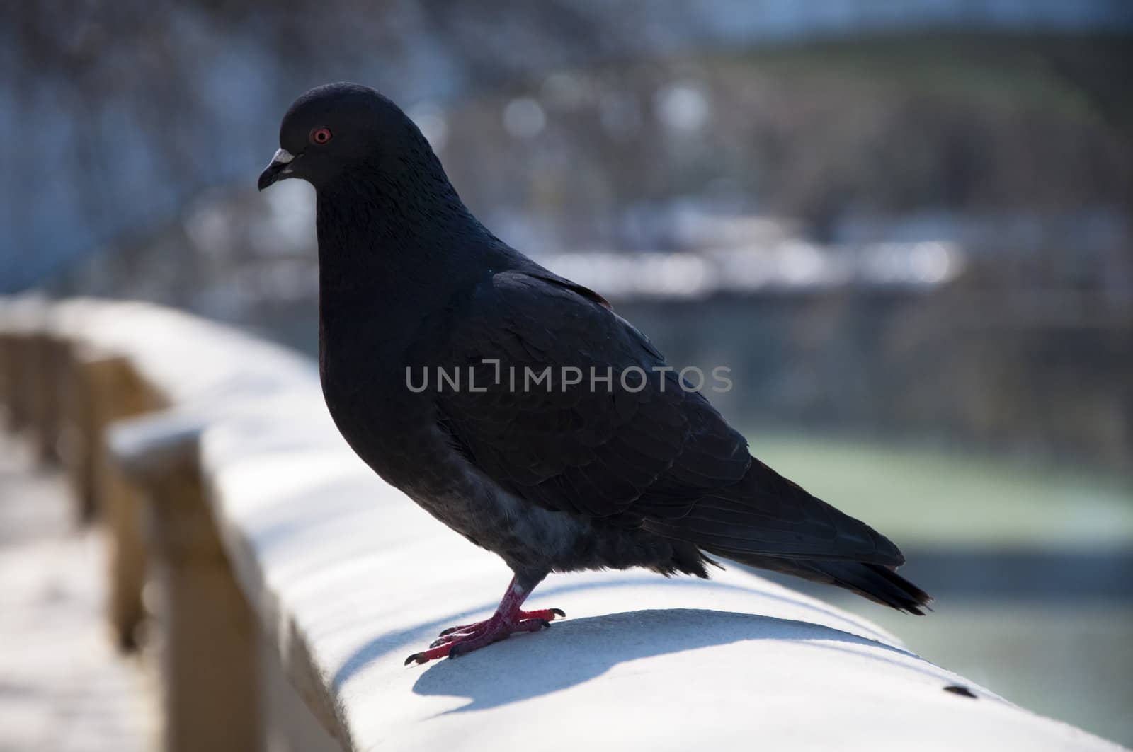 Pigeon walks along the promenade in sunny day