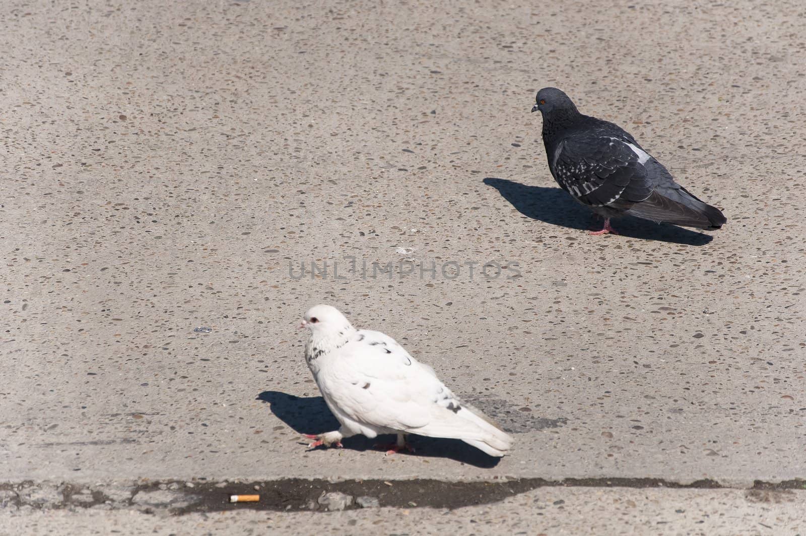 Pigeon walks along the promenade in sunny day