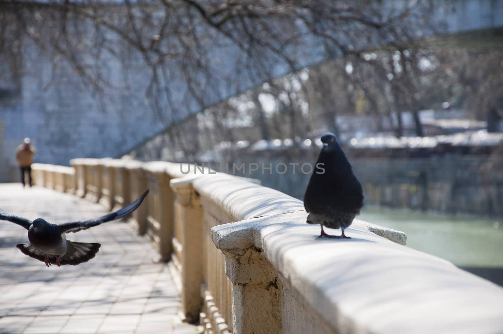 Pigeon walks along the promenade in sunny day