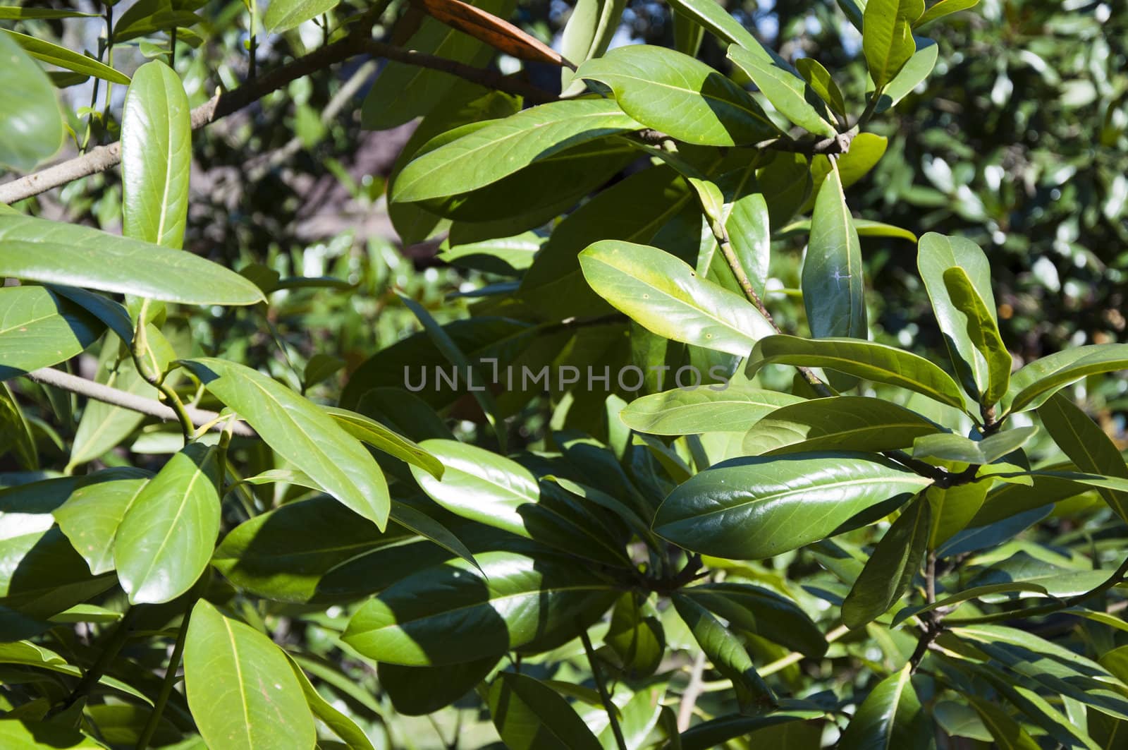 Leaves on the tree in sunny day