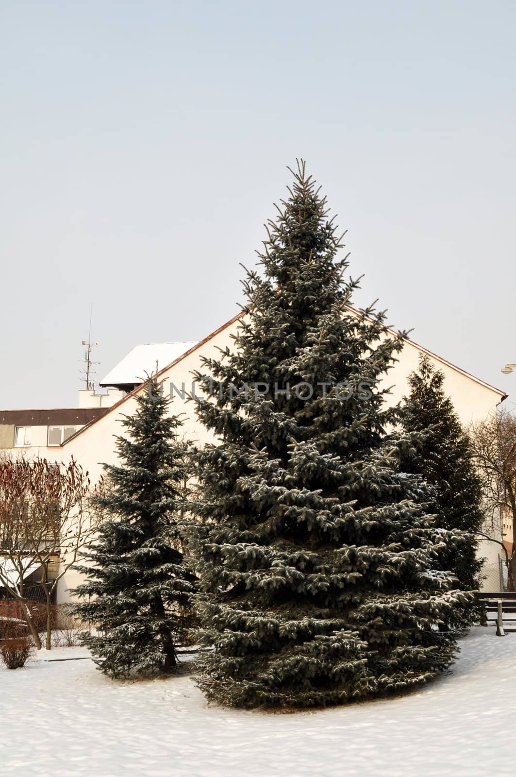 Fir trees covered with snow on a winter mountain