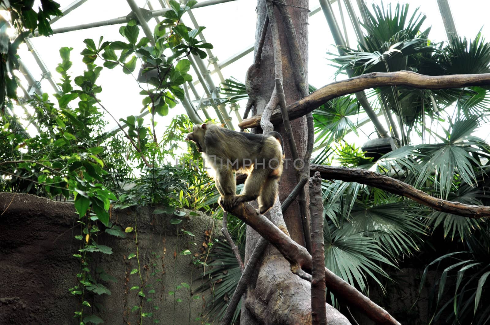 Monkey on tree, jungle in Czech National Zoo