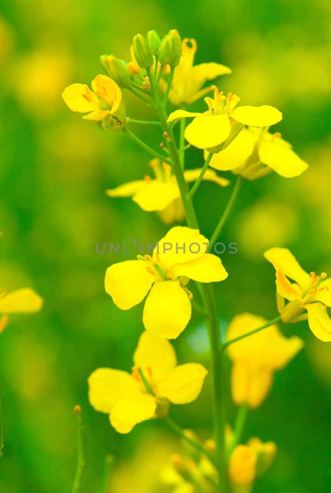 Colza (Brassica rapa). Rape flower on field by motorolka