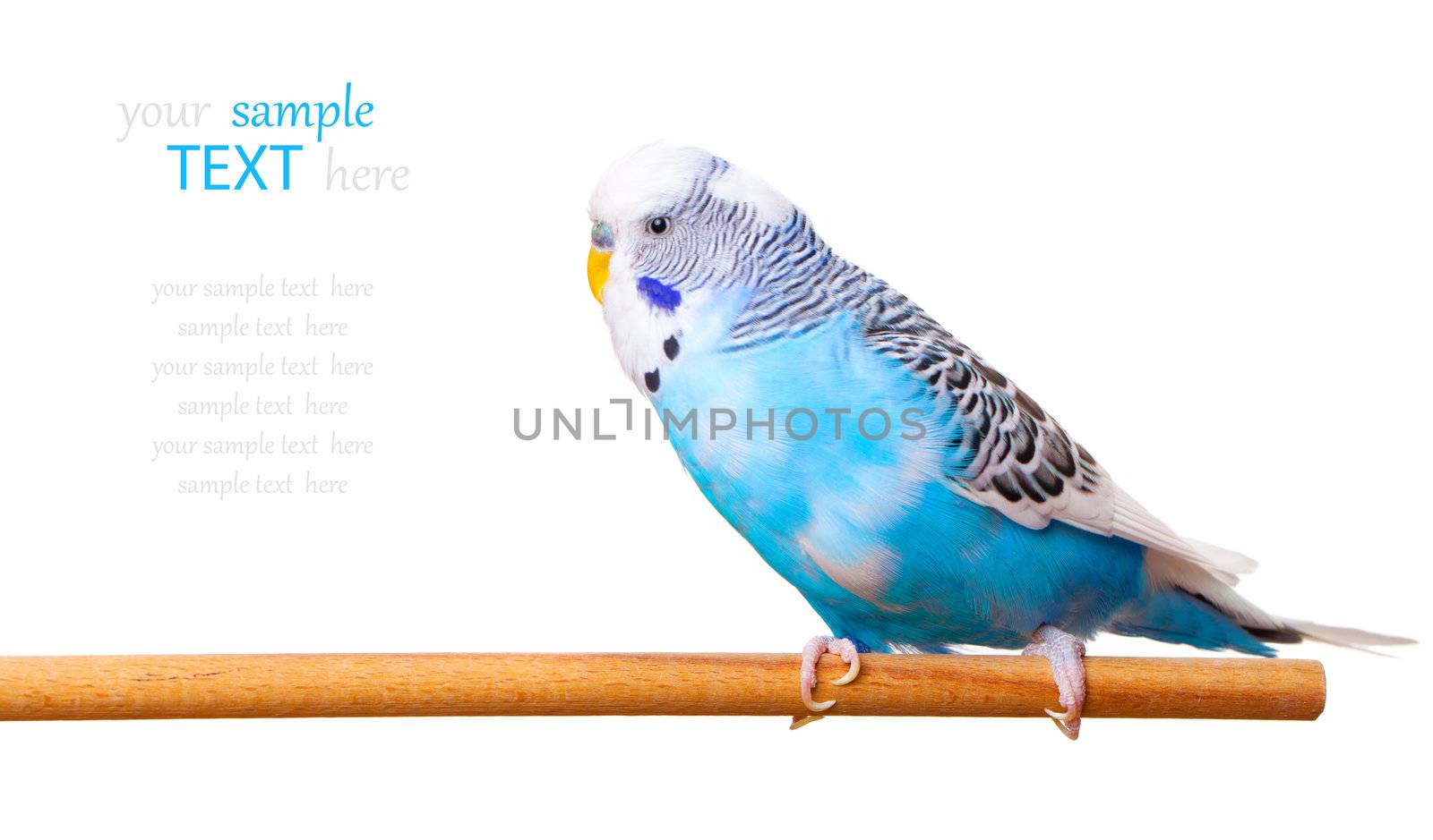 budgerigar on white background,  with with room for text by motorolka