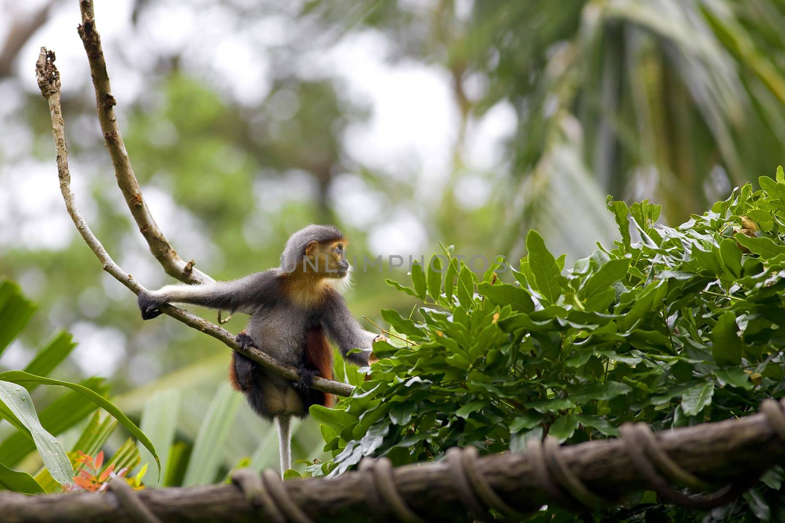 Red-shanked Douc with in the forest in Cambodia