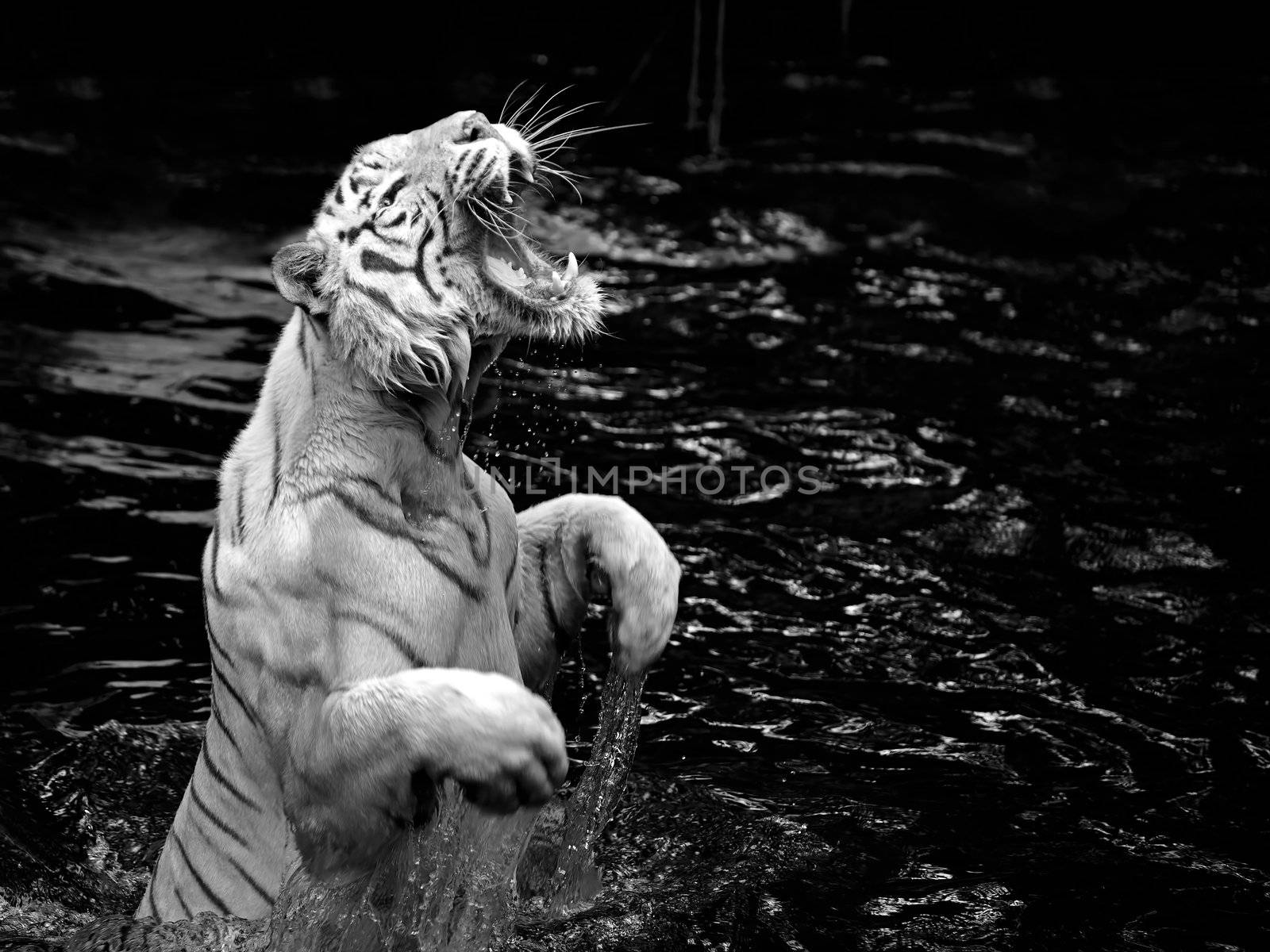 Black and white picture of a white tiger standing in water