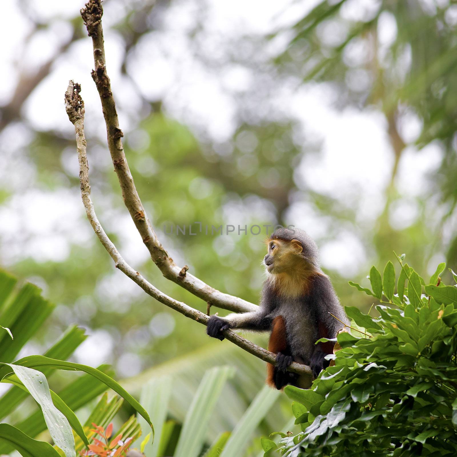 Red-shanked Douc with in the forest in Cambodia