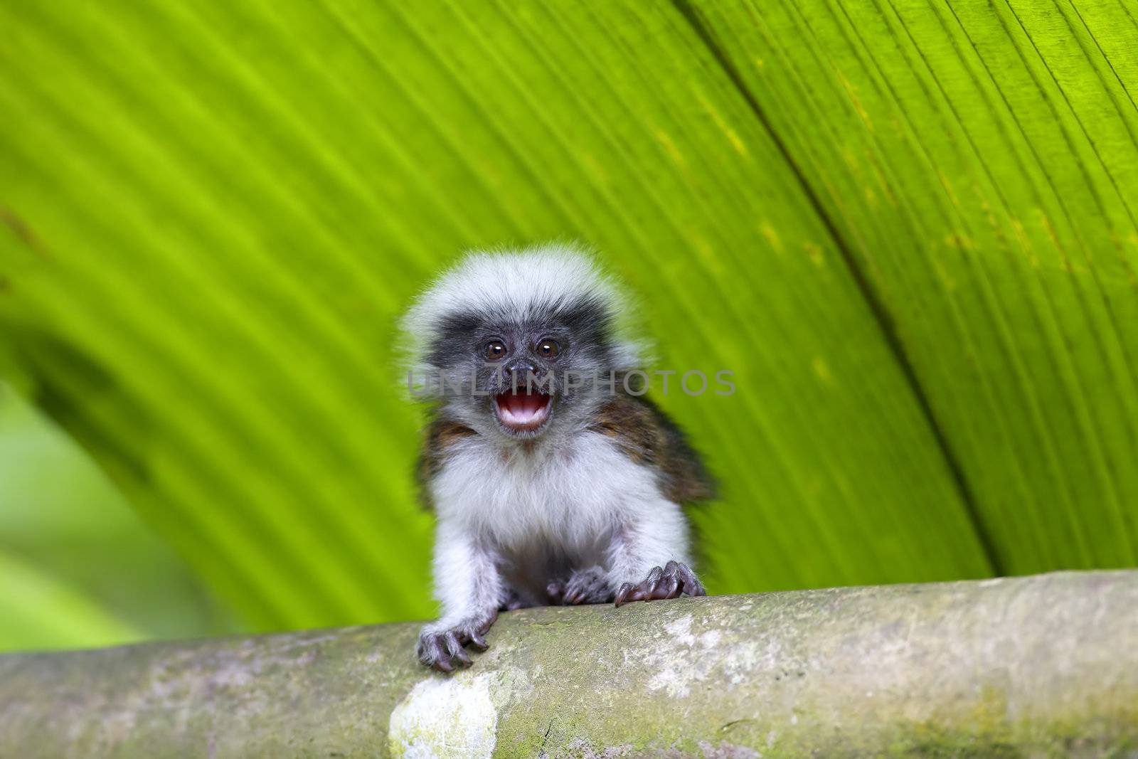 cotton-top tamarin by kjorgen