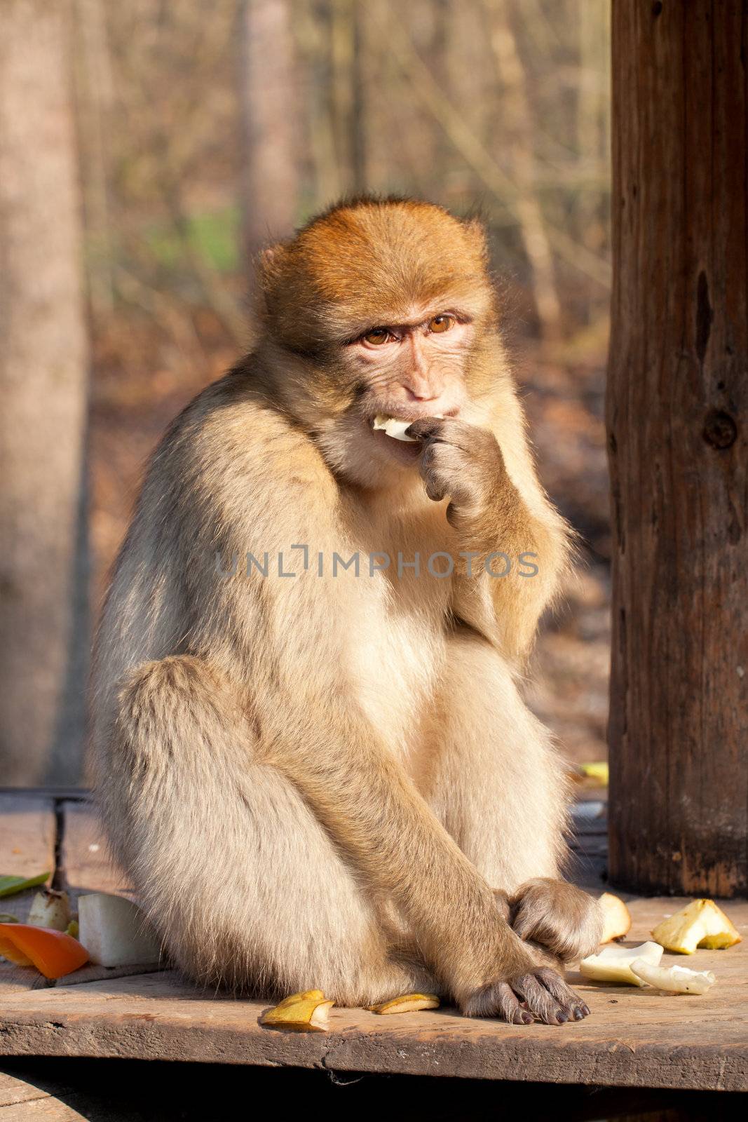 macaque eating a fruits