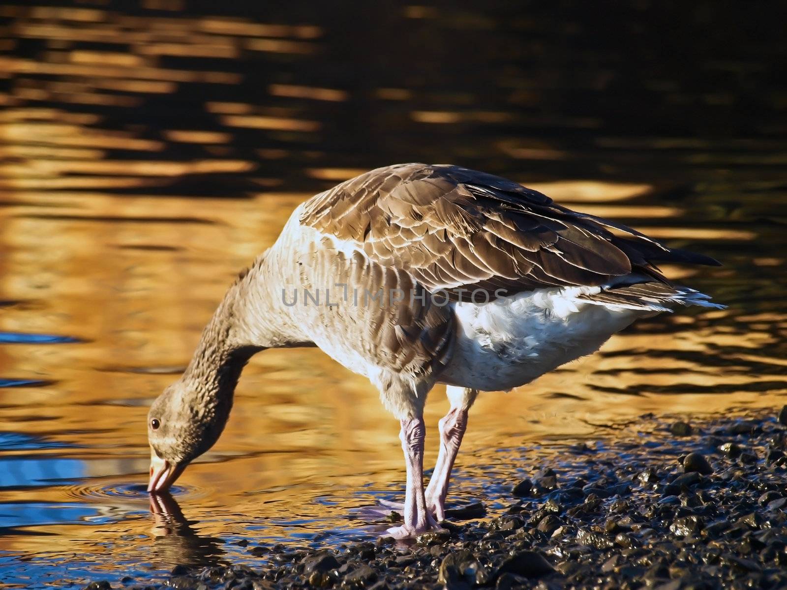 nice brown duck drink water in spring afternoon