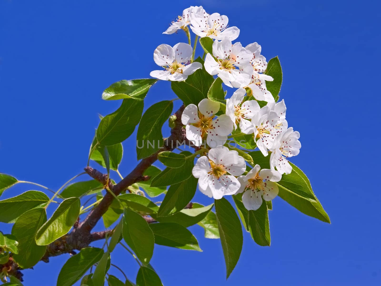 Flowering apple branch close-up against the background of blue sky