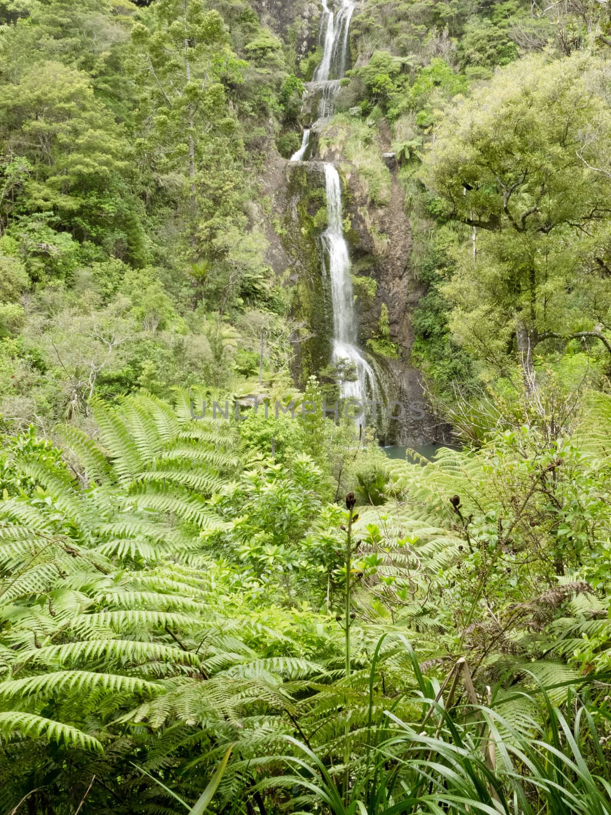 Small waterfall in lush rainforest jungle of Waitakere, west coast of New Zealand North Island