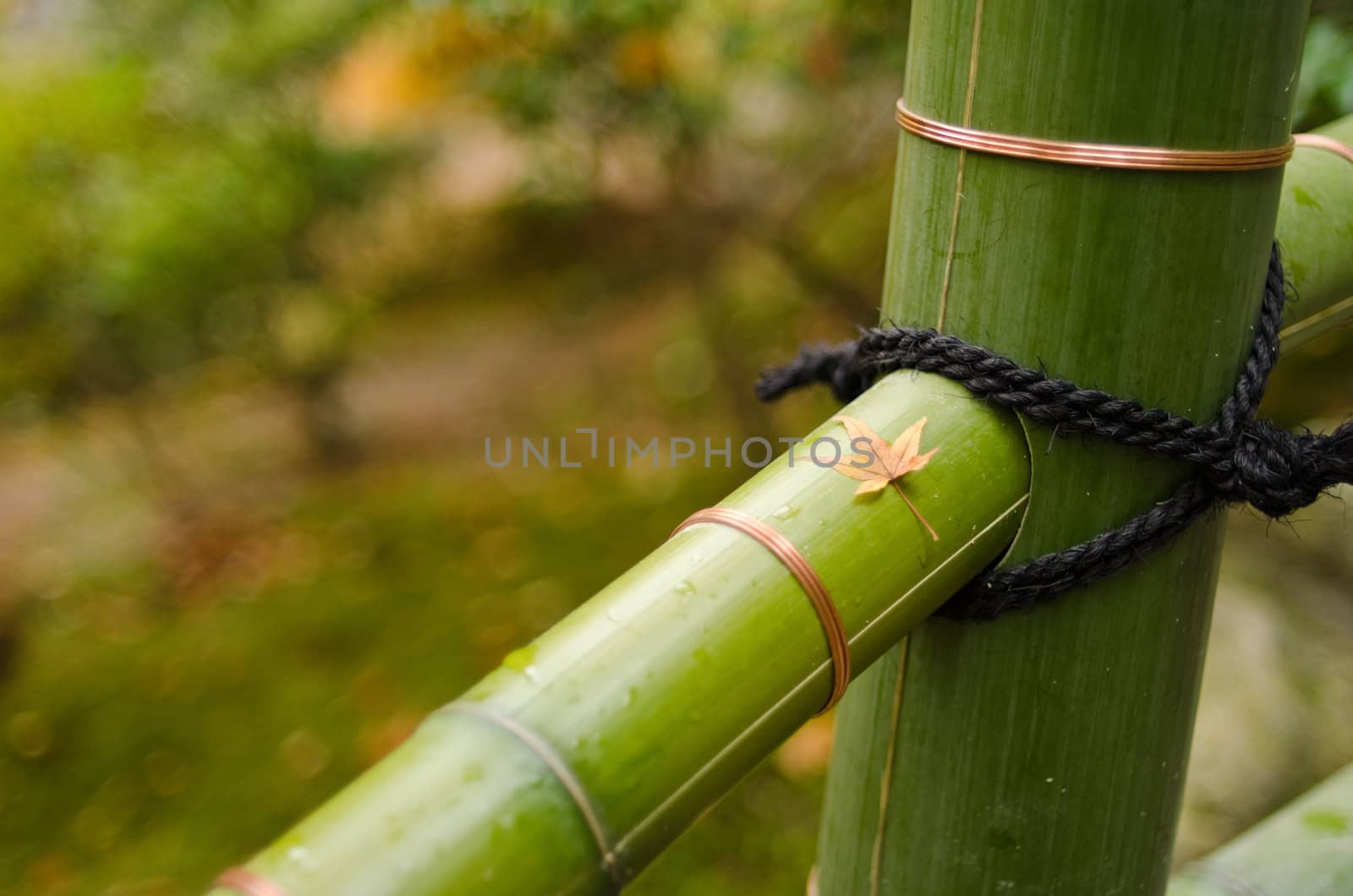 Typical green japanese bamboo fence with maple leave in autumn