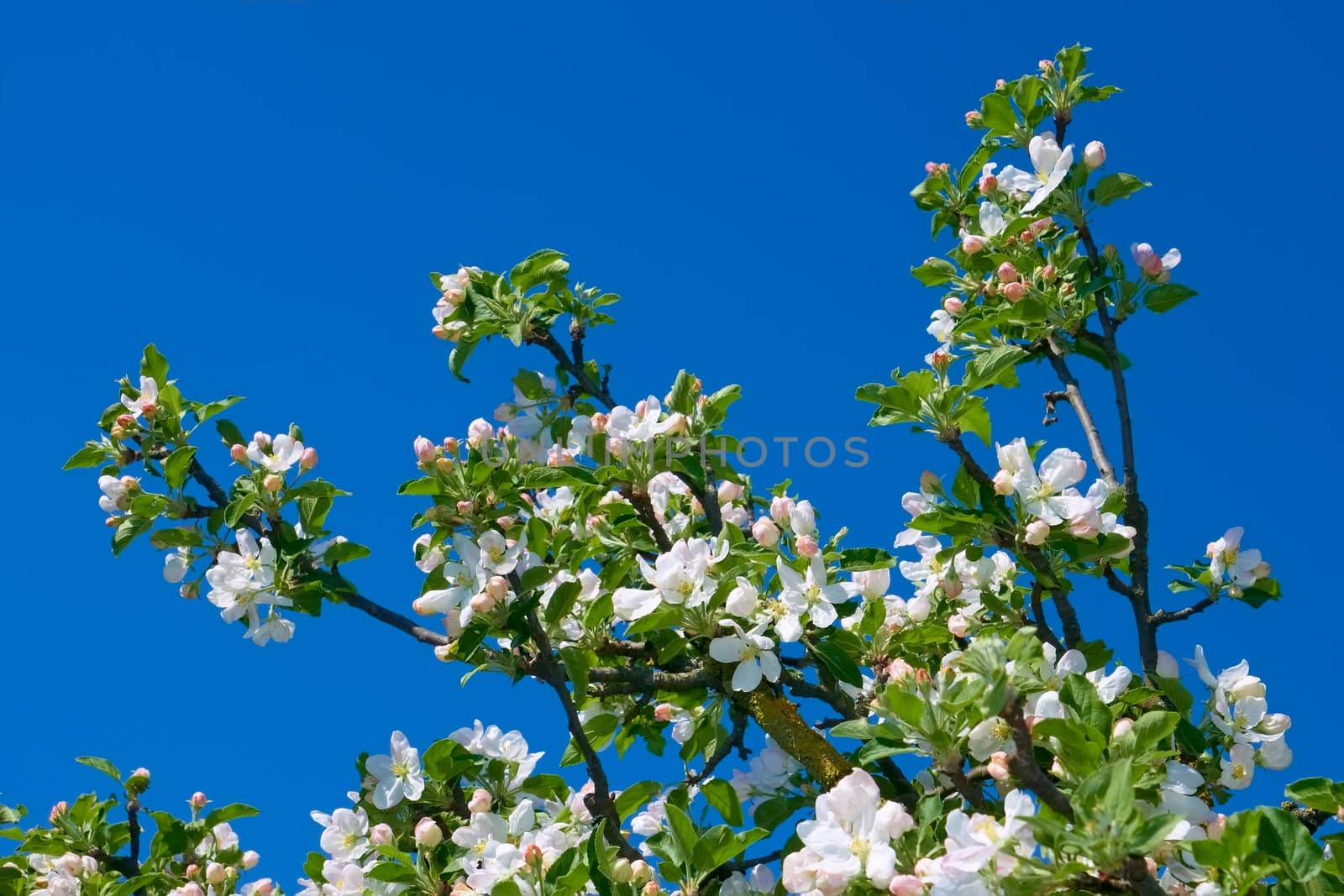 Flowering apple branch against the background of blue sky