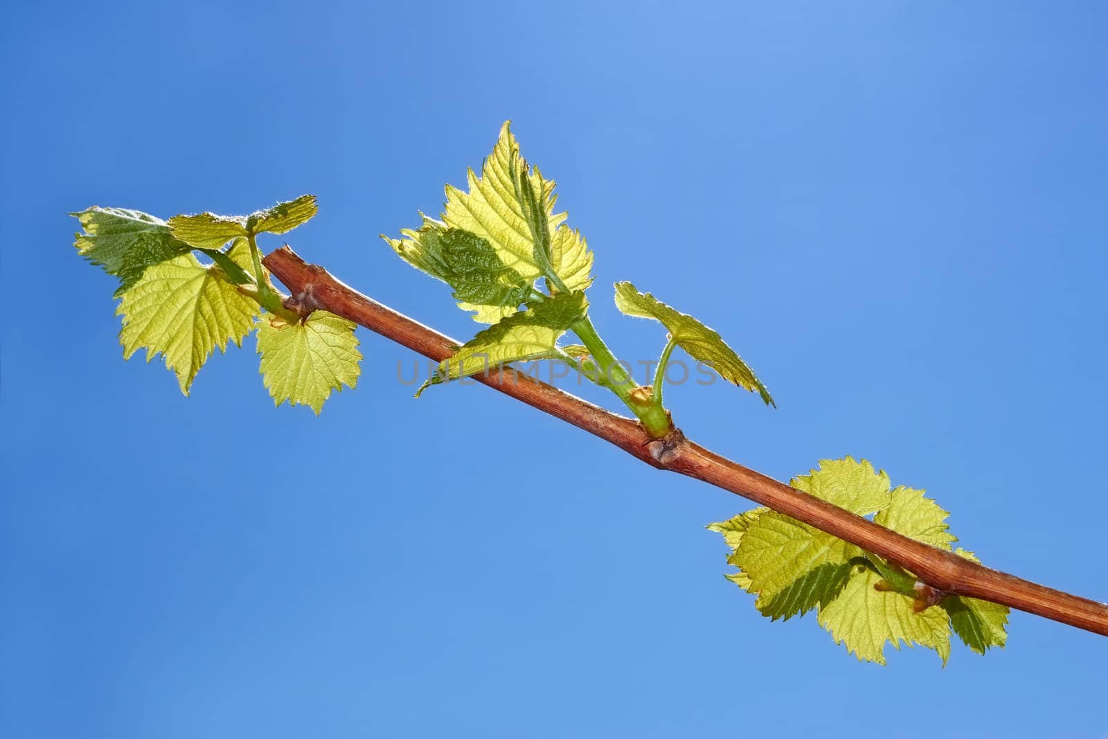 Young leaves of grapes on a background of blue sky in spring season