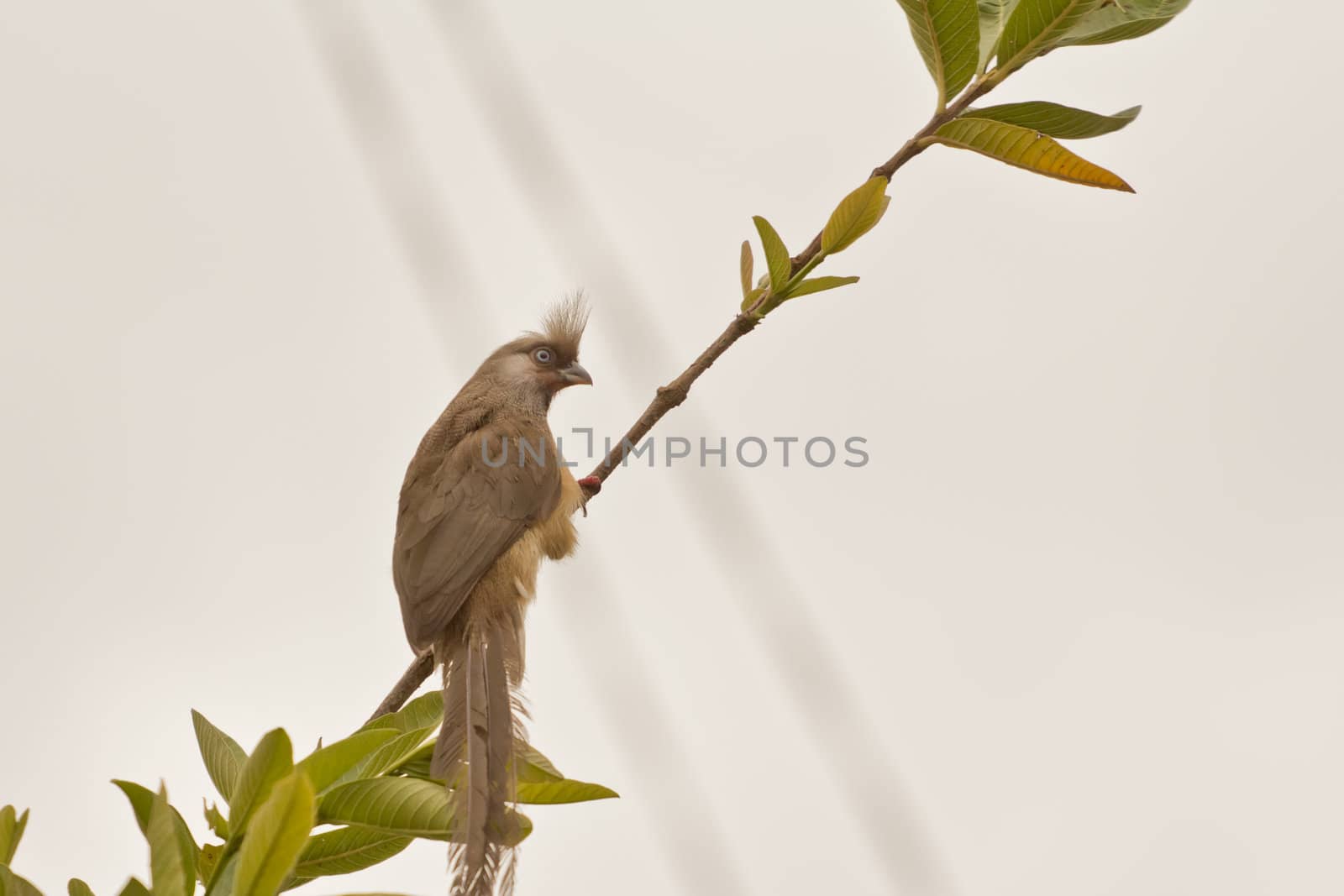 Speckled Mousebird by derejeb