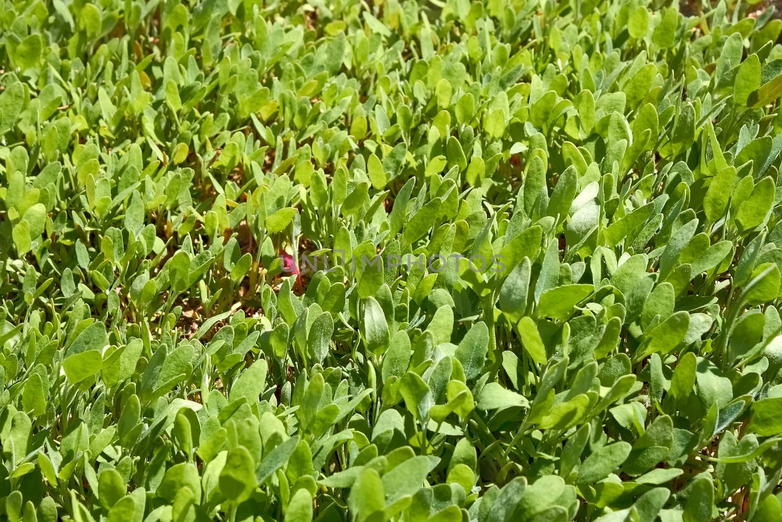 Small young orache plants densely growing on the lawn