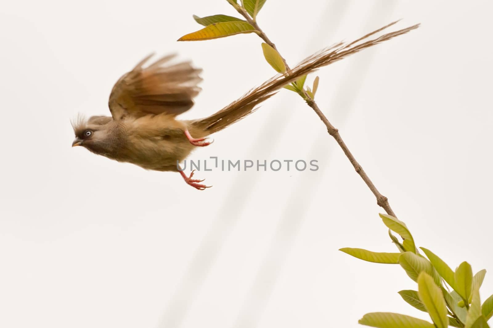 A beautiful long tailed Speckled Mousebird leaping in the air as it is about to take off