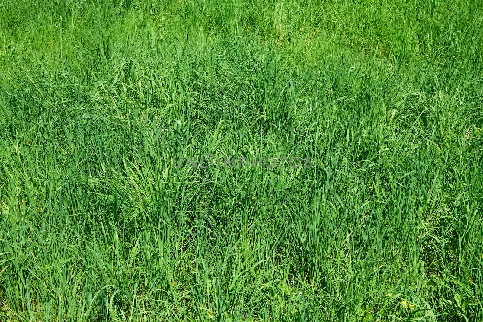 Meadow with motley young green grass as herbal texture