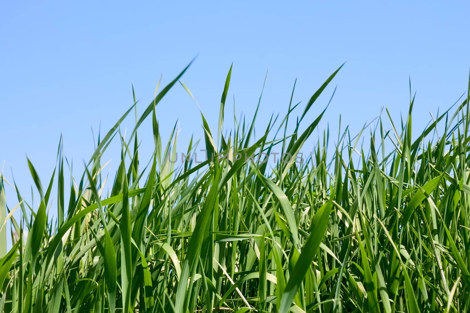 Green grass against blue sky by qiiip