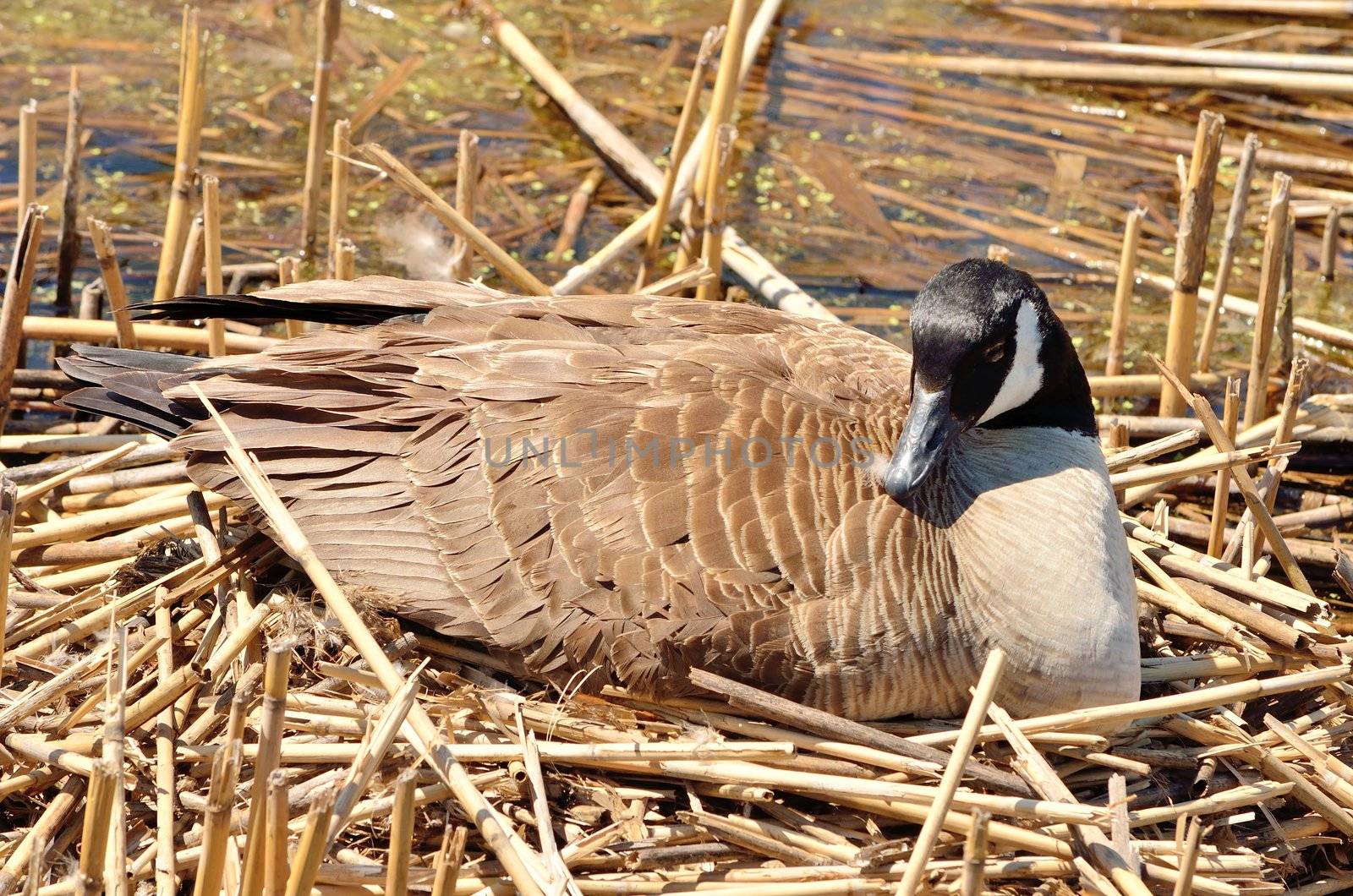 Canada Goose sitting on a nest in a swamp.