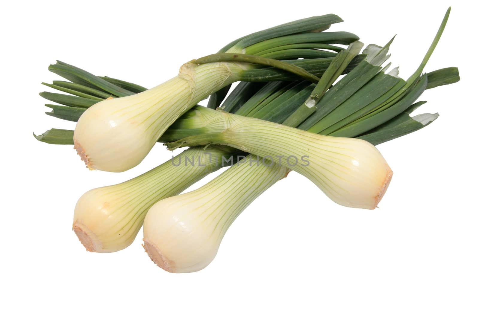 bunch of onions and fresh cut and isolated