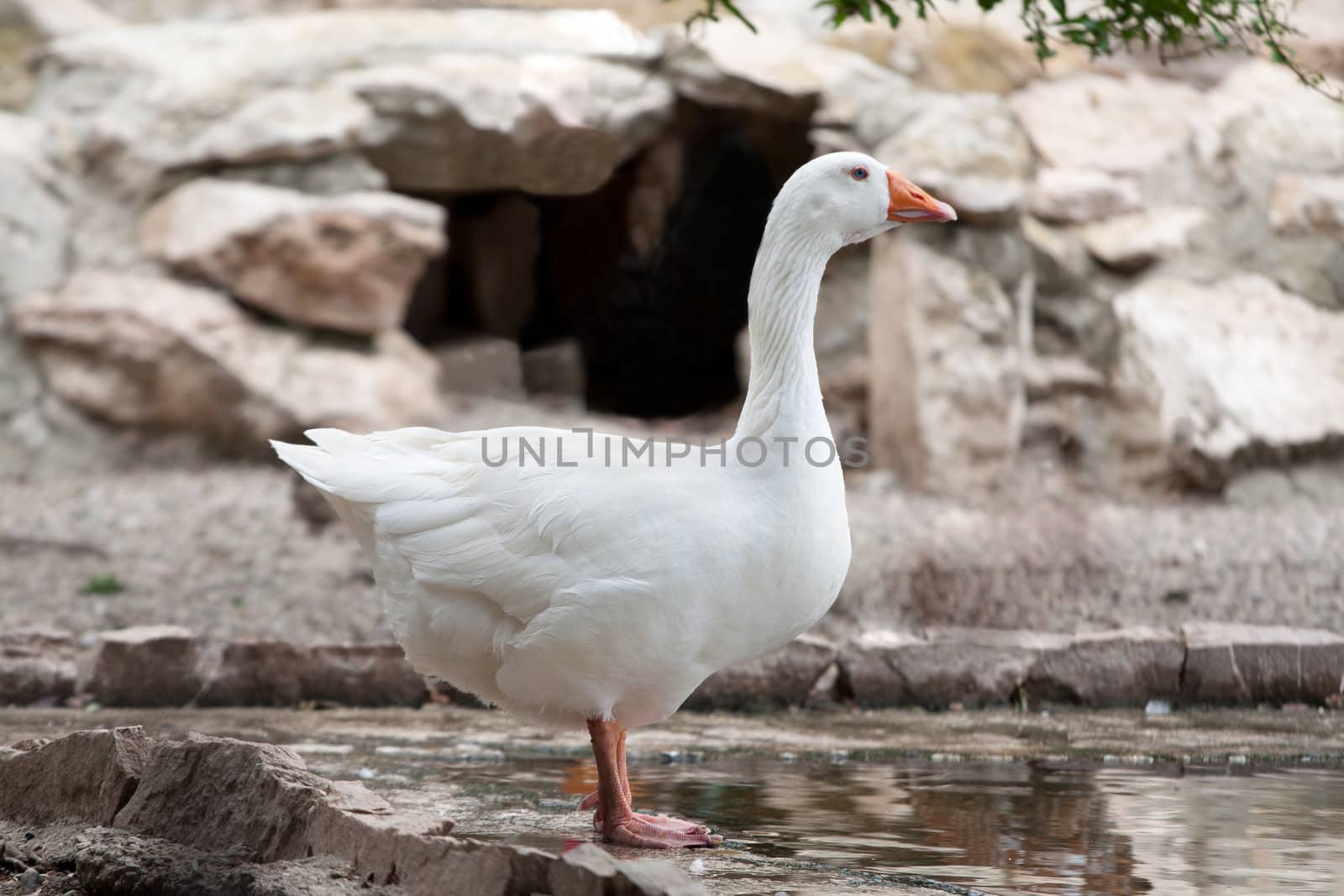 White goose or gander standing at the edge of a lake in profile.