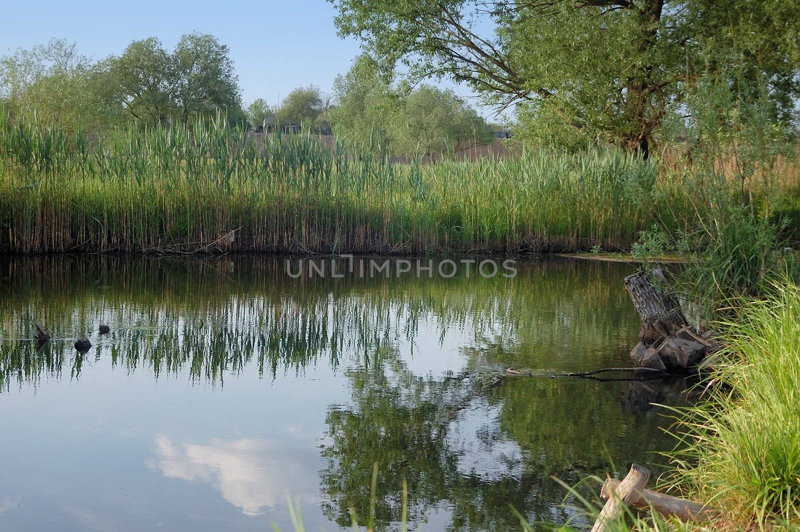 quiet little river with reeds on the banks of