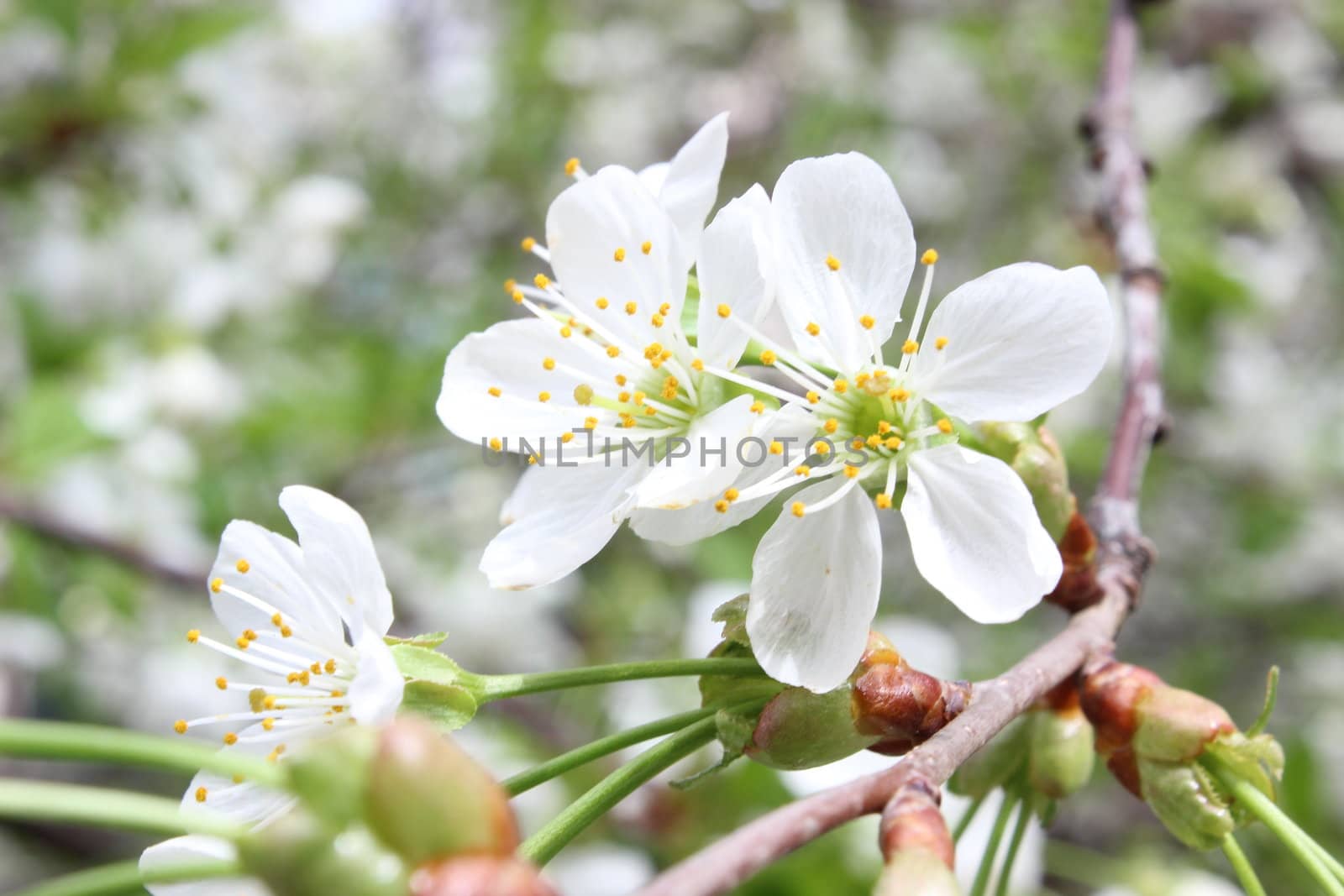 nice image of beautiful cherry flowers on branch