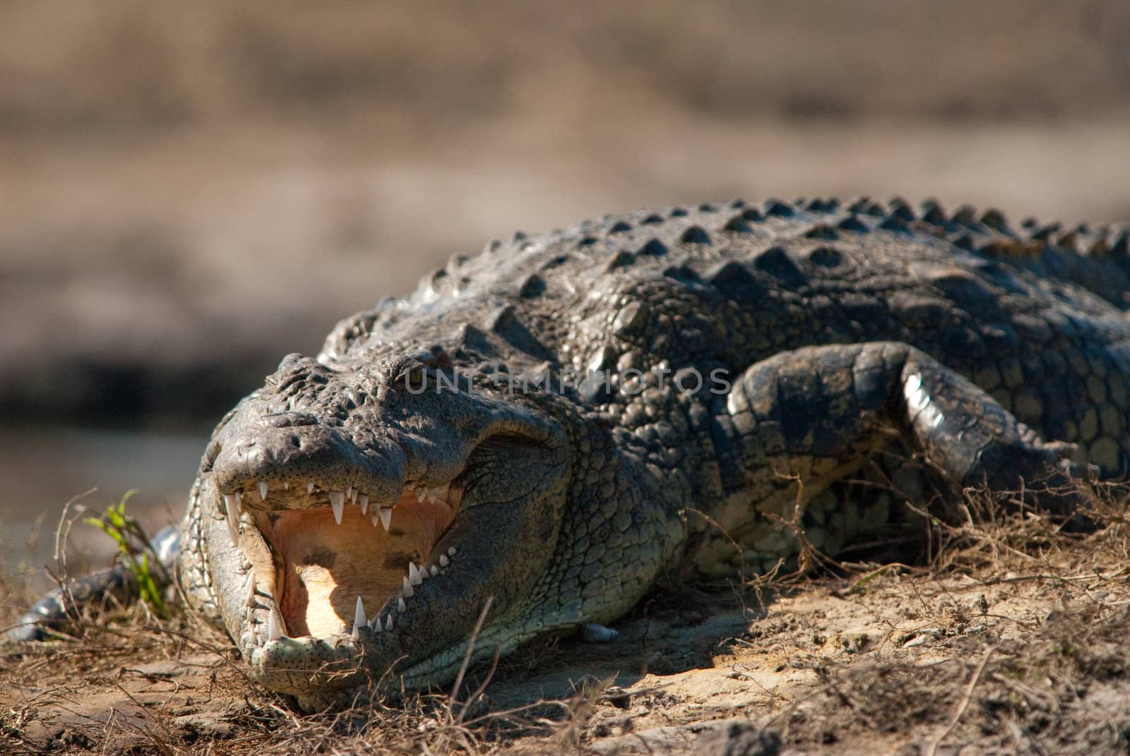 Crocodile baring teeth close up by edan