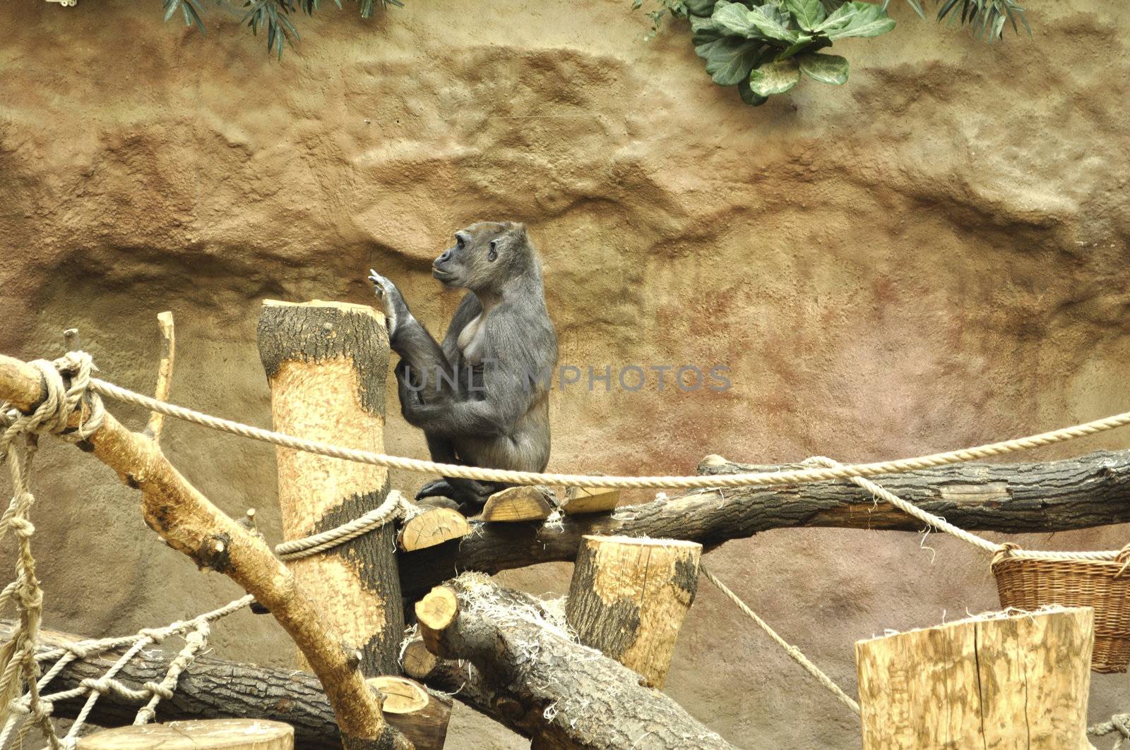 Gorila doing exercises in zoo. Prague, Czech republic