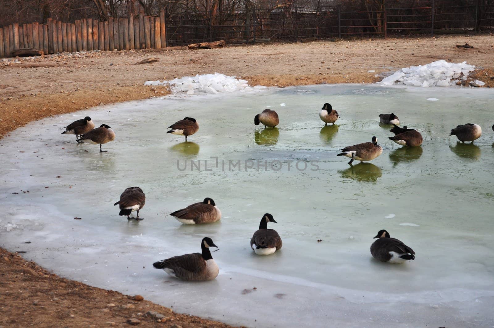 Duck in frozen pond in the zoo