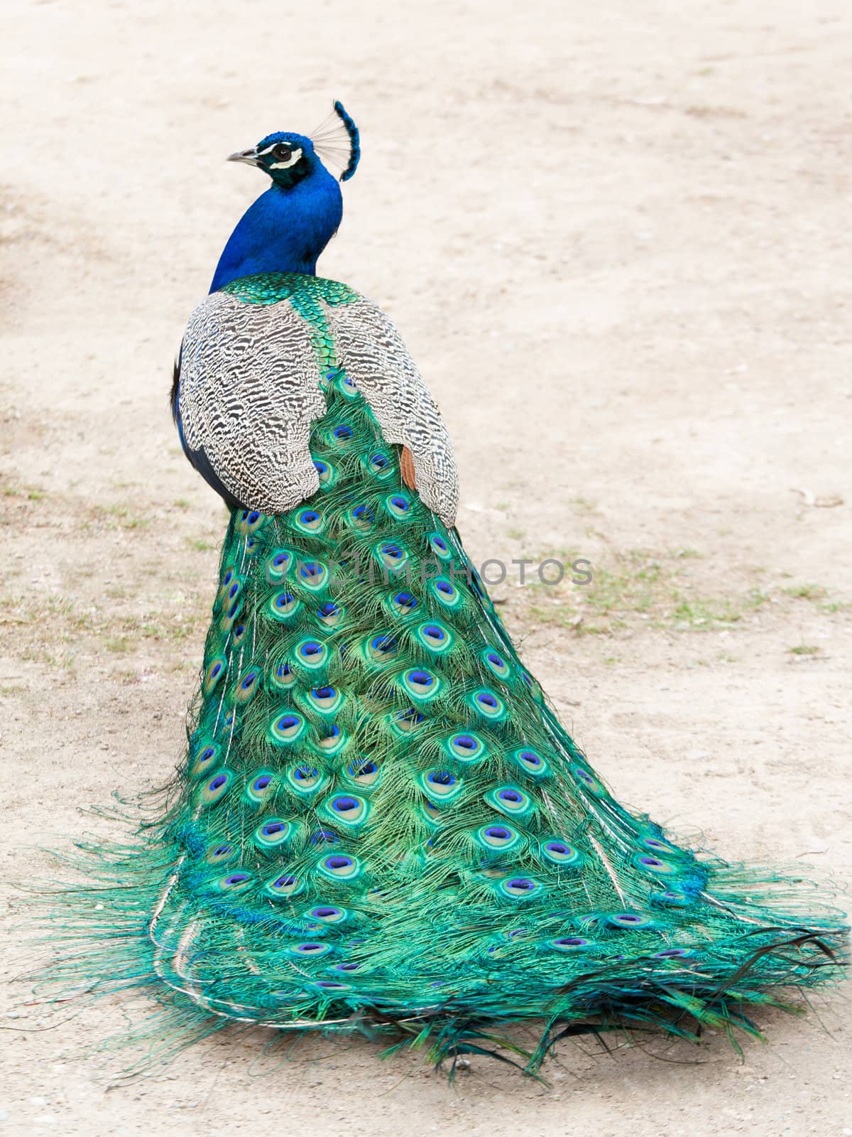 Peacock by Brigida_Soriano