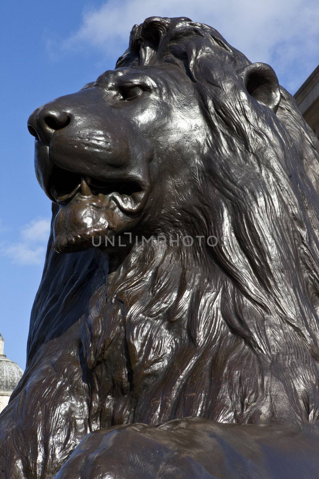 Lion statue in Trafalgar Square, London.