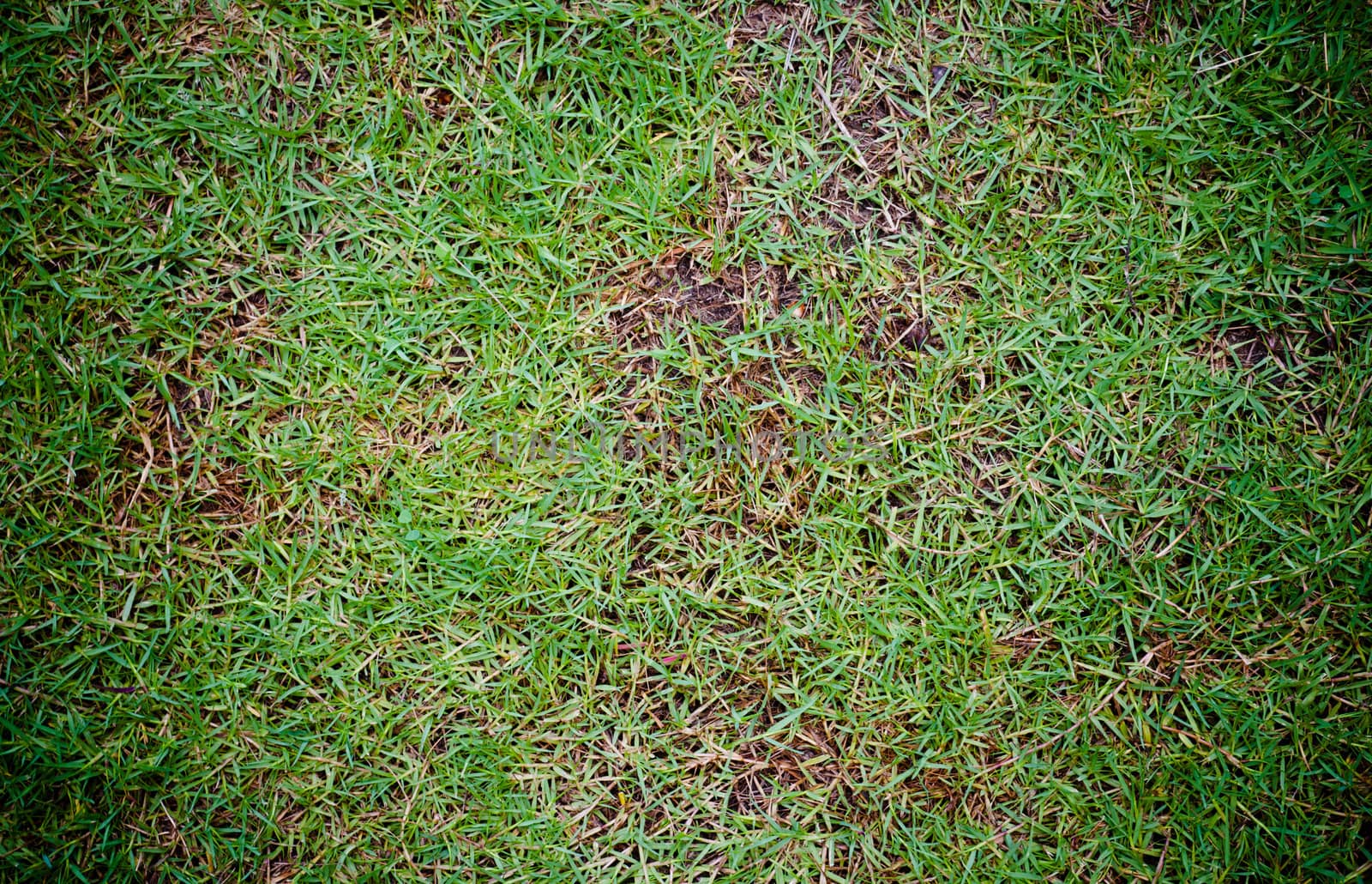 Grass Floor pattern background