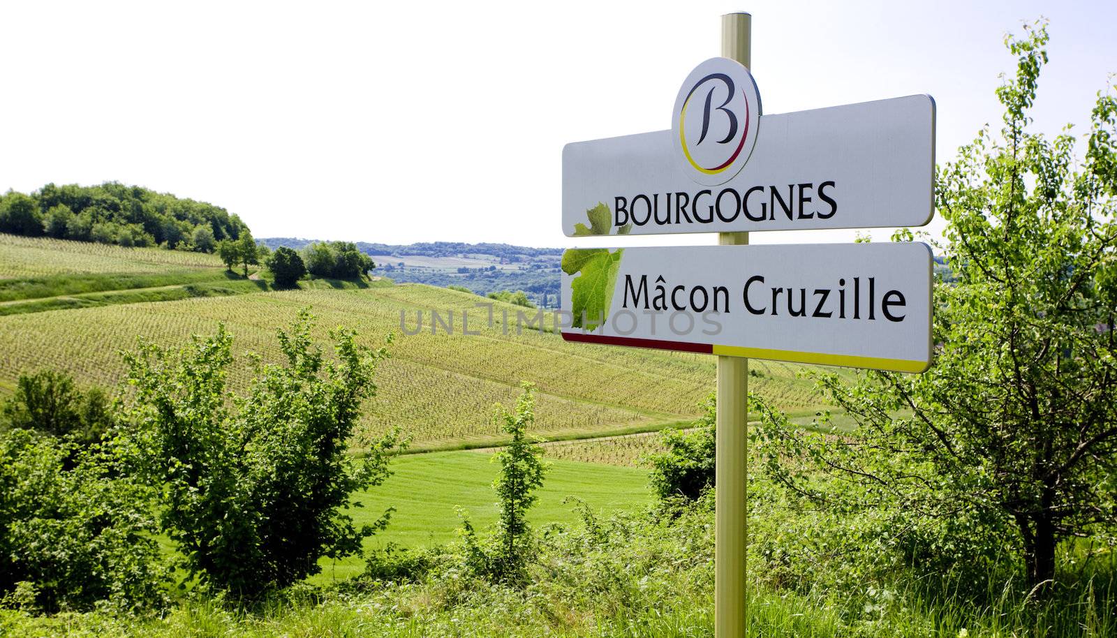 vineyards of Cote Maconnais region, Burgundy, France