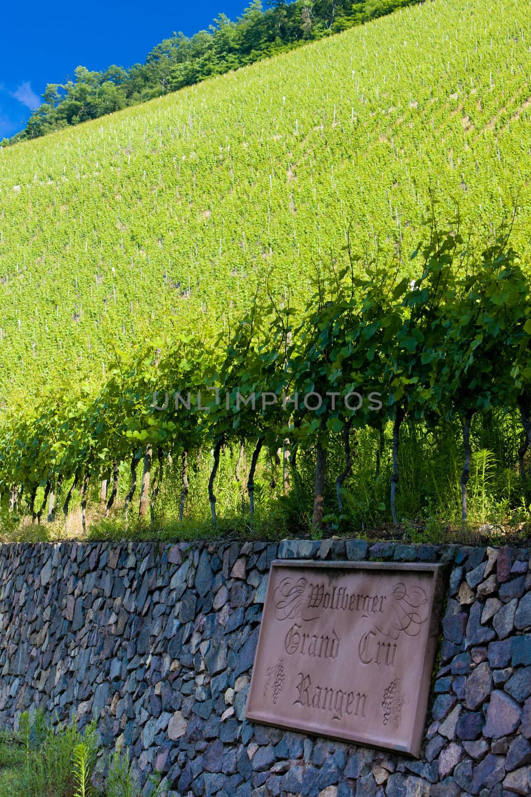 grand cru vineyard, Thann, Alsace, France by phbcz