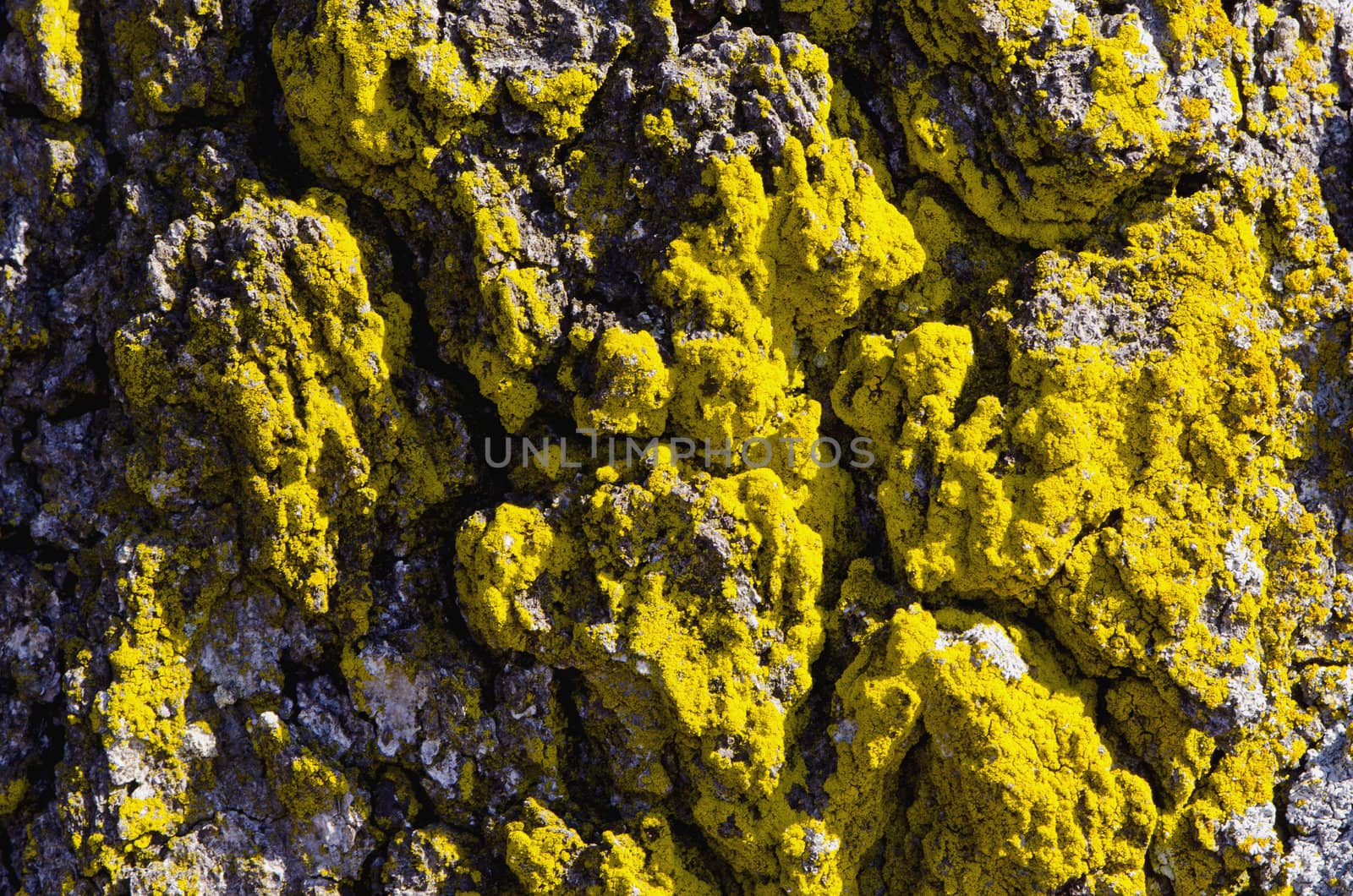 Background mossy tree trunk macro closeup with sun shadows on it.