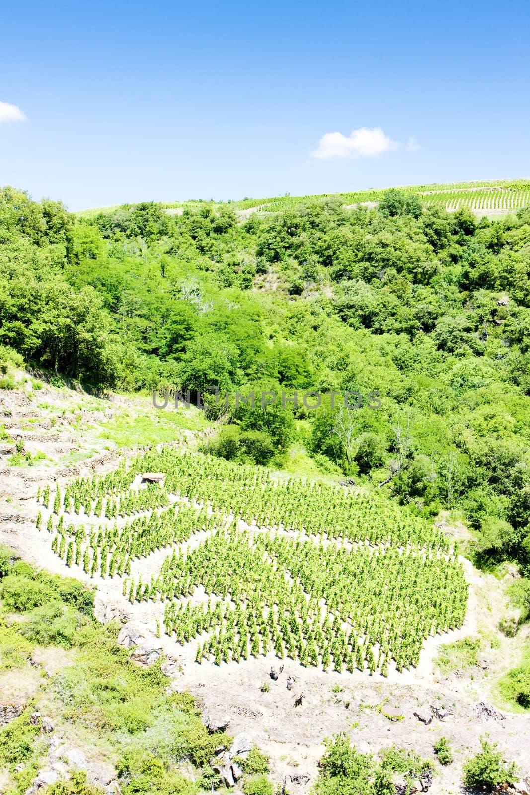 vineyards of Cote Rotie, Rhone-Alpes, France