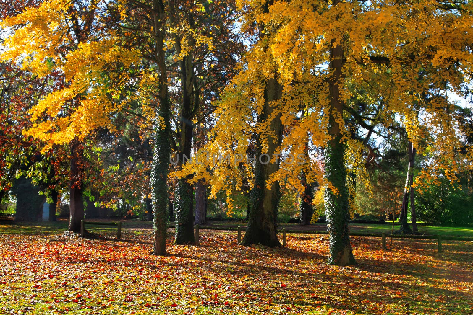 Beautiful forest during the autumn season.