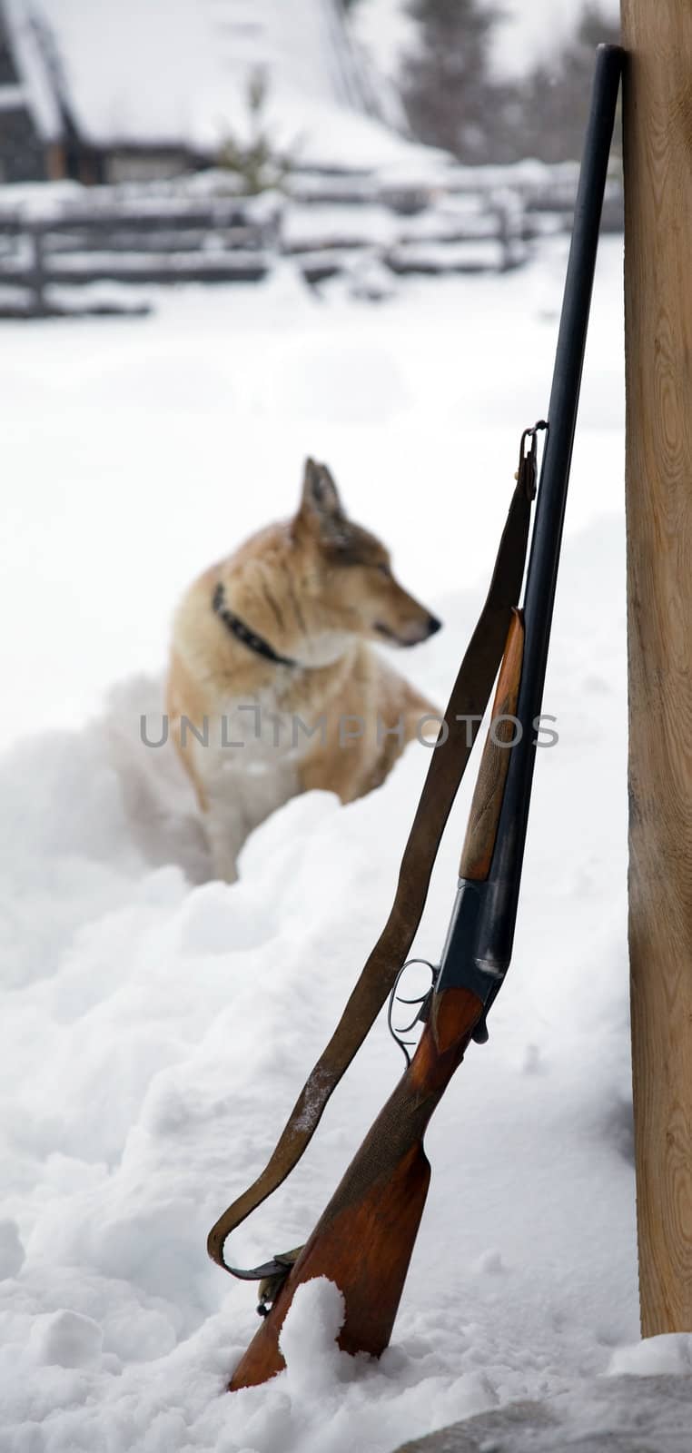 The dog next to a shotgun by AleksandrN