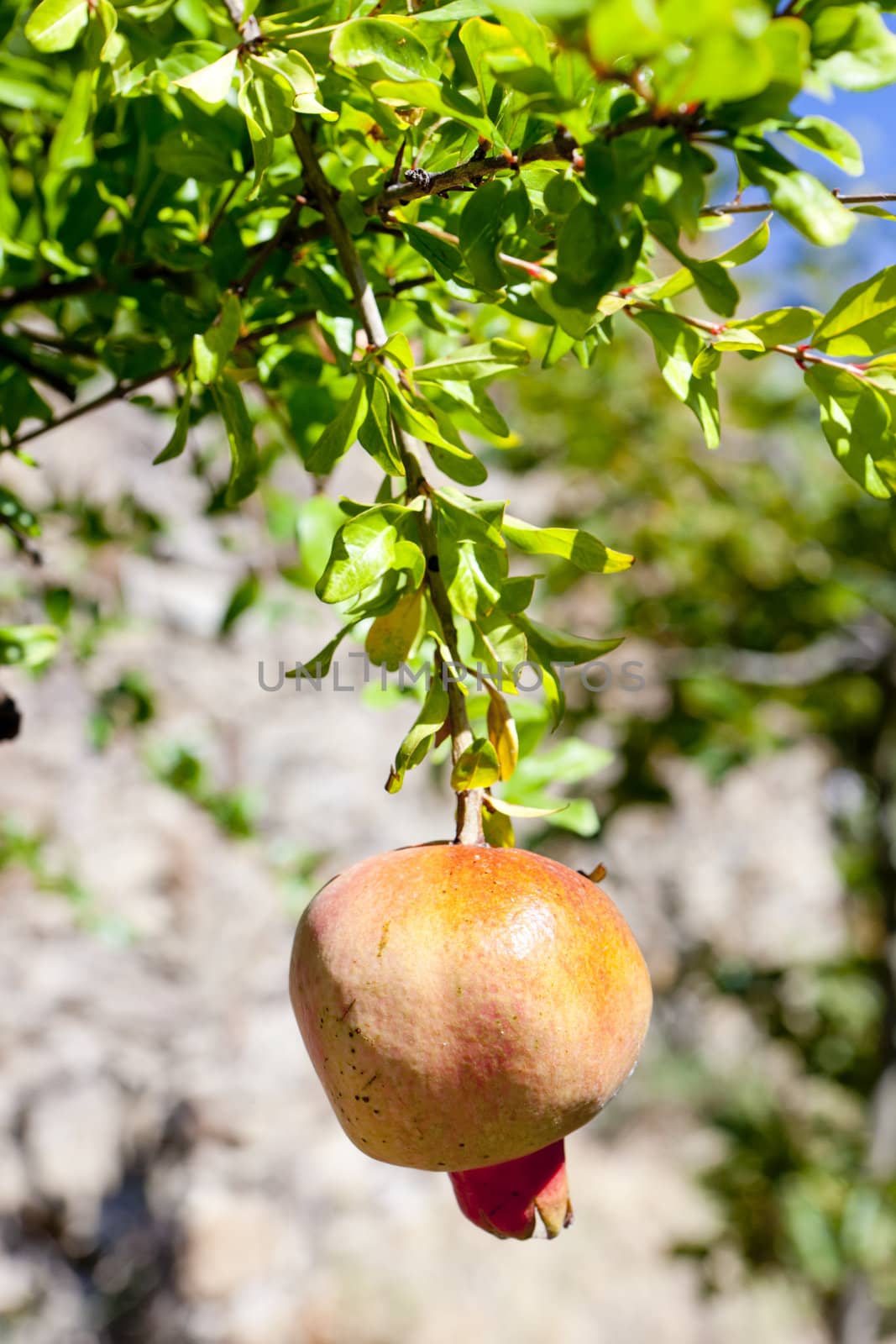 pomegranate, Portugal