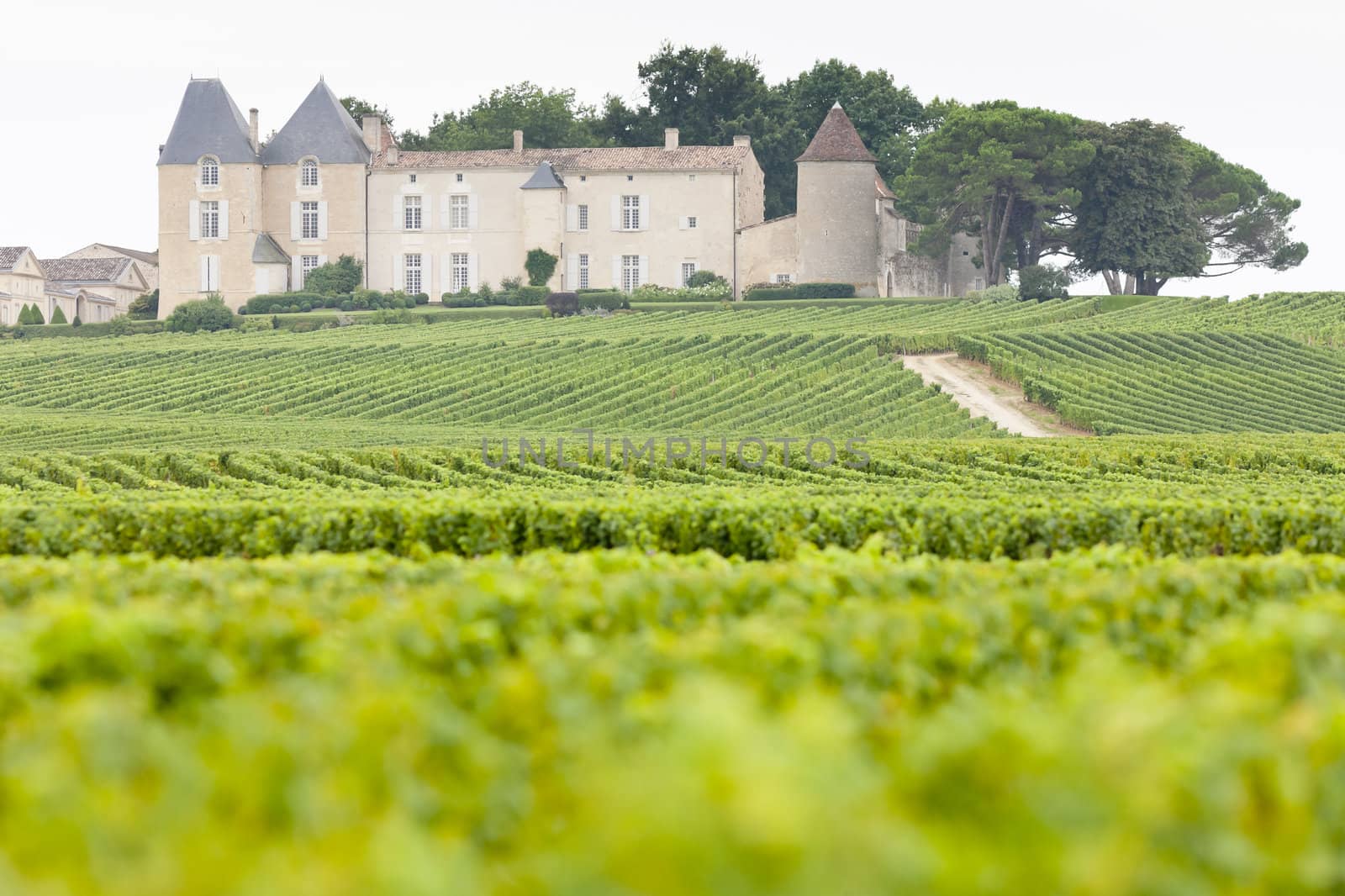 vineyard and Chateau d'Yquem, Sauternes Region, France