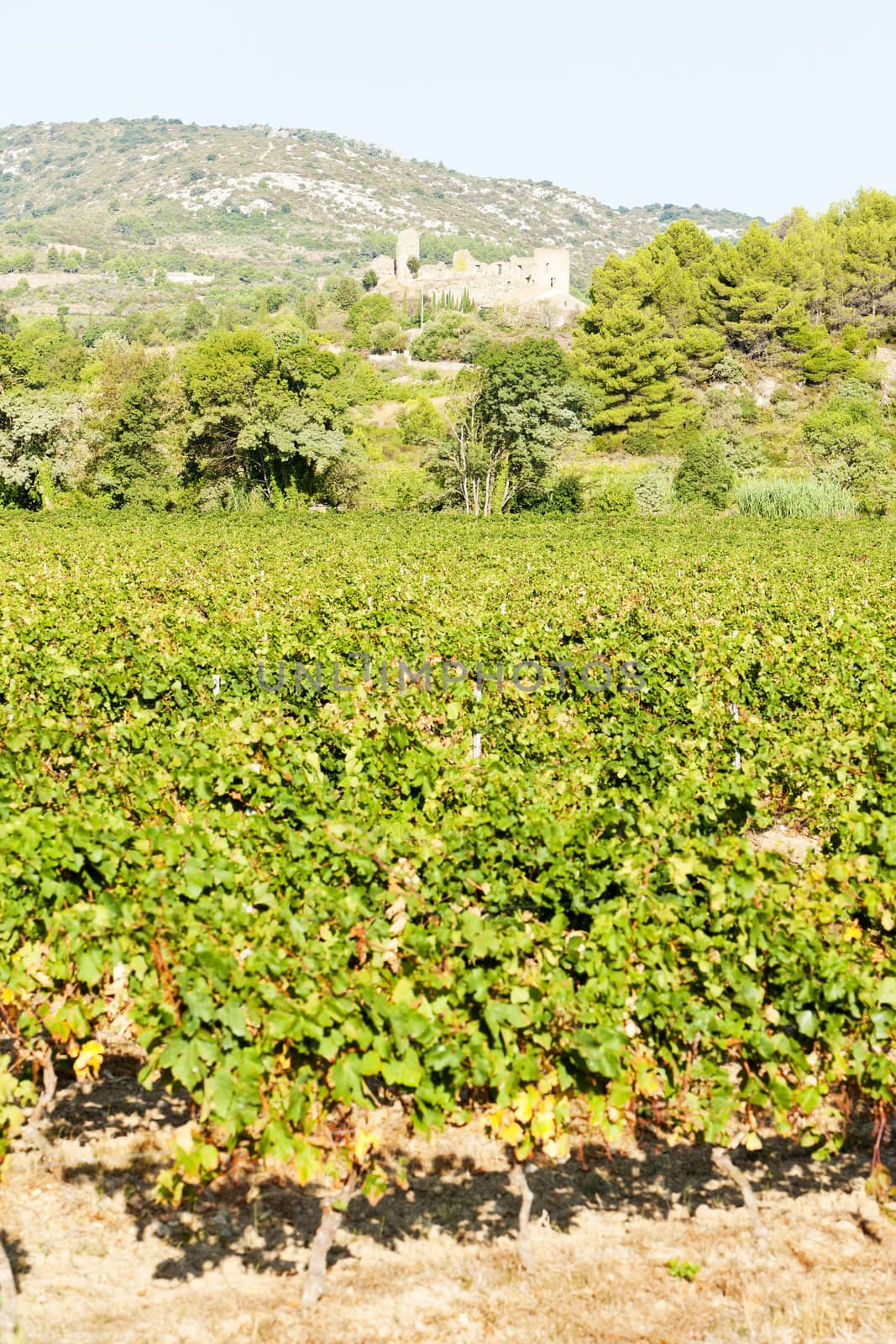 castle in Durban-Corbiere with vineyards, Languedoc-Roussillon, France