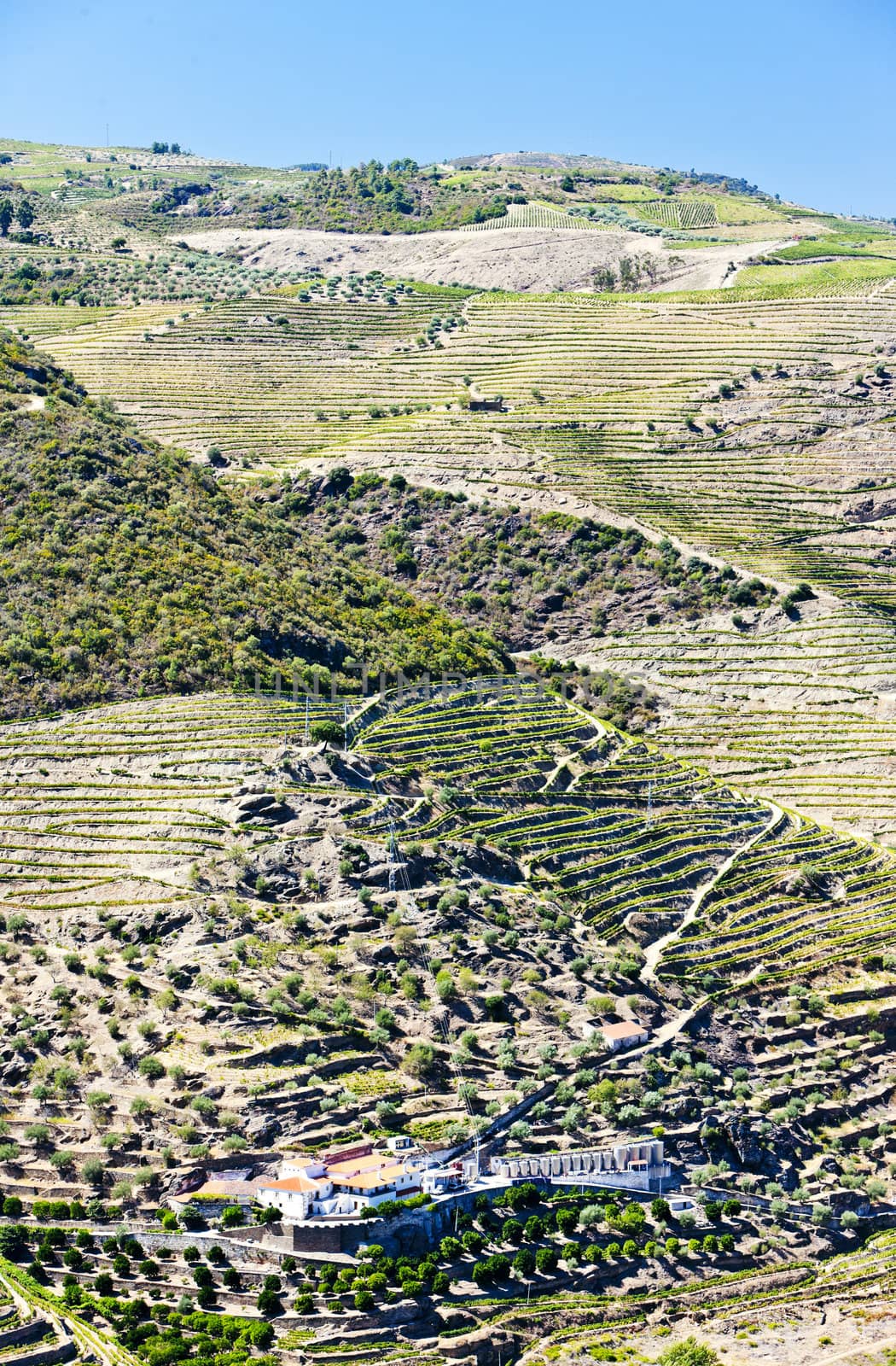 vineyars in Douro Valley, Portugal